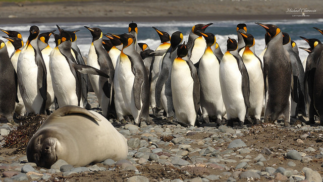 24462944536_b88fafb0e9_z